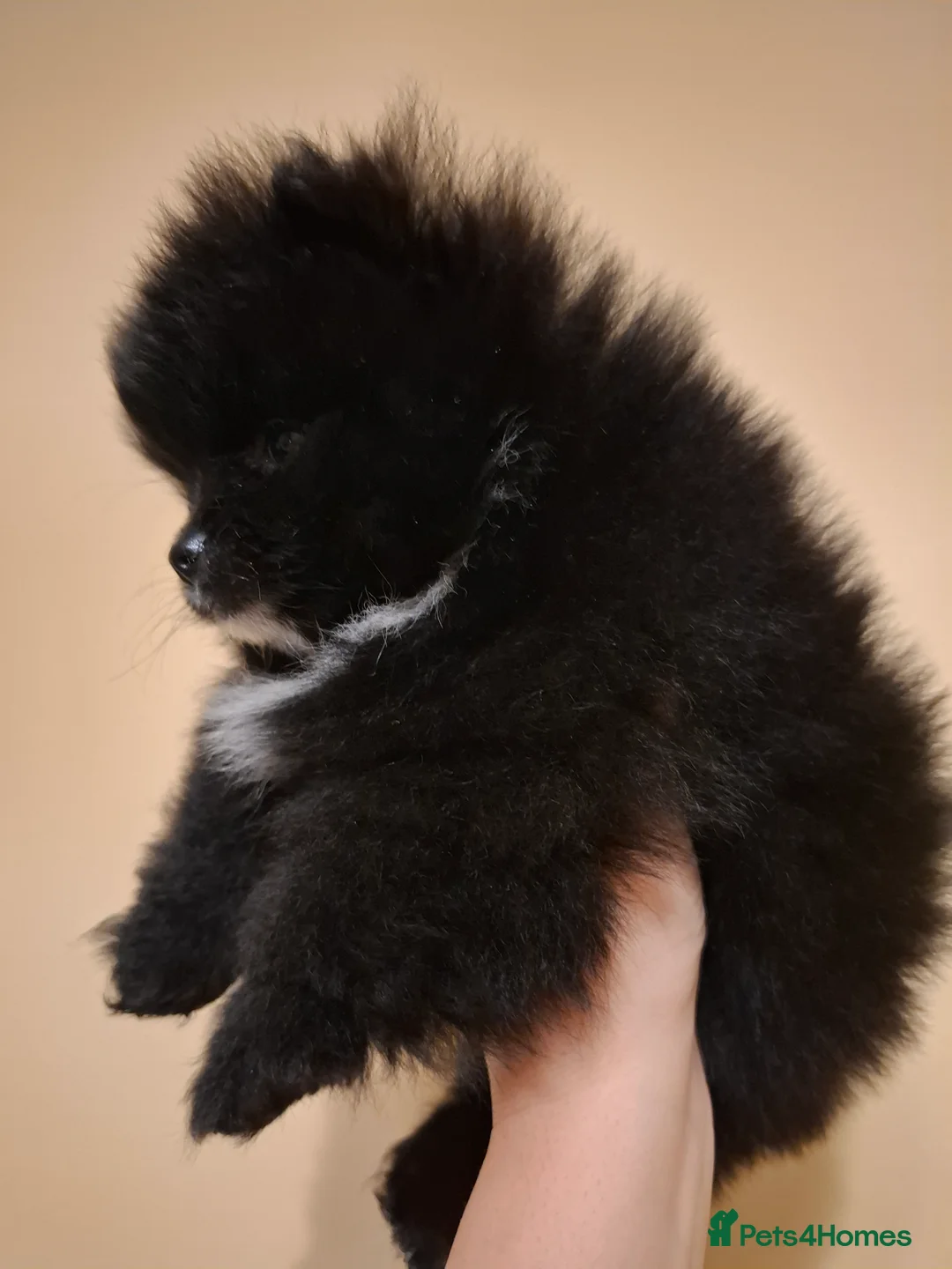 Pomeranian dogs for sale: Ready to travel to new home 🏡  - Advert 8