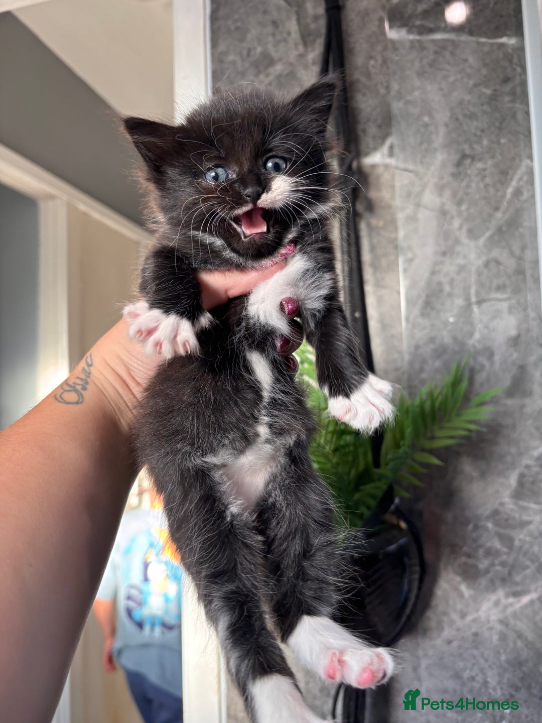 Ragdoll cats for sale: RagDoll/Tabby kittens  - Image 11