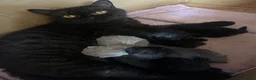 British Shorthair cats for sale: British Shorthair KITTENS  - Advert 15