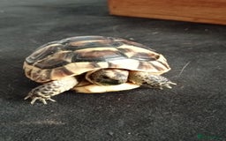 Tortoise reptiles for sale: Spur thighed tortoise  - Image 2