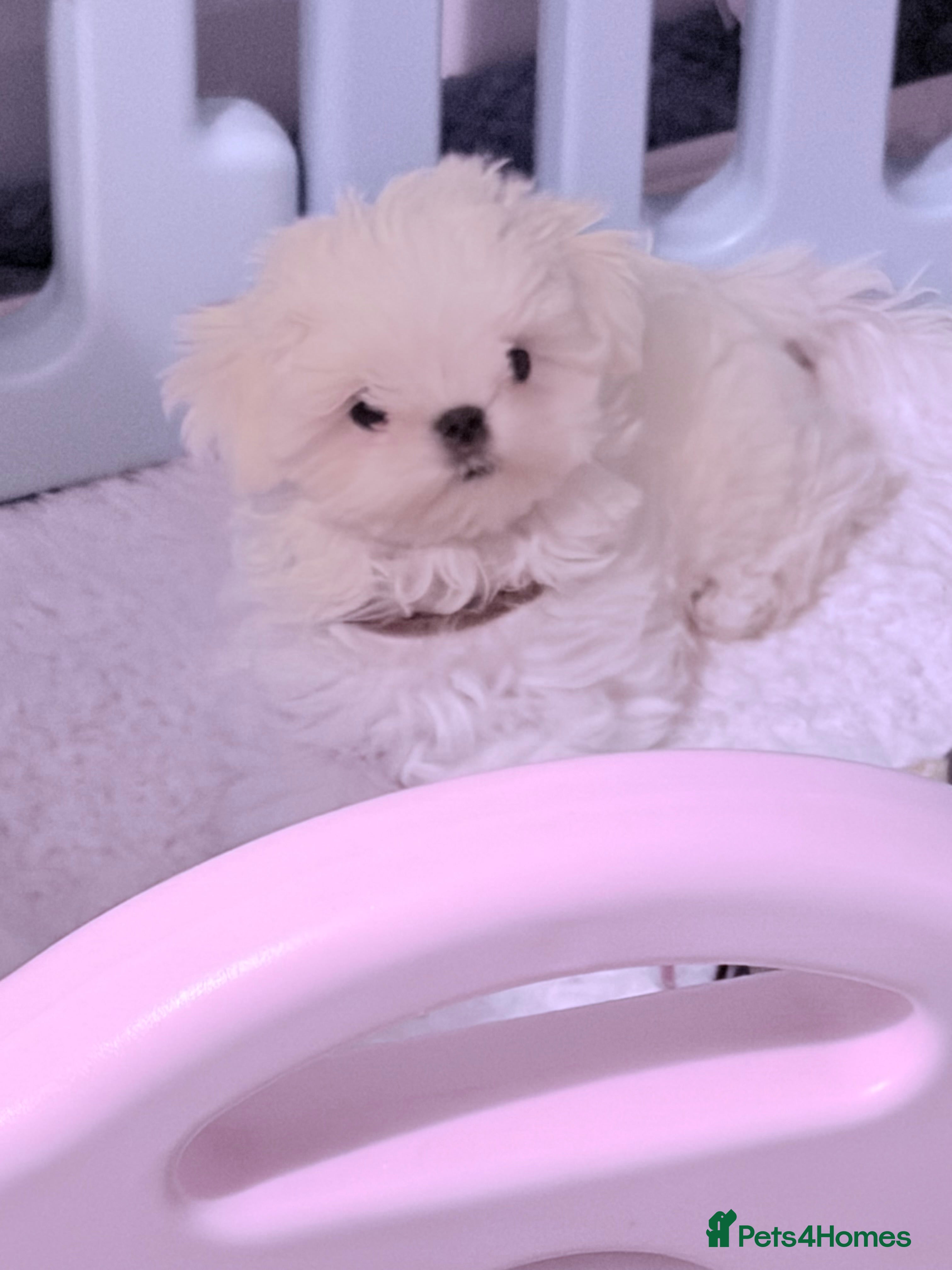 Maltese dogs ❤️🩵Full Korean baby boy ready now ❤️🩵 - Advert 2
