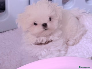 Maltese dogs ❤️🩵Full Korean baby boy ready now ❤️🩵 - Advert 2