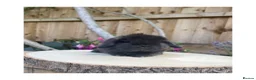 Mini Lop rabbits for sale: Beautiful mini lops for sale  - Advert 14