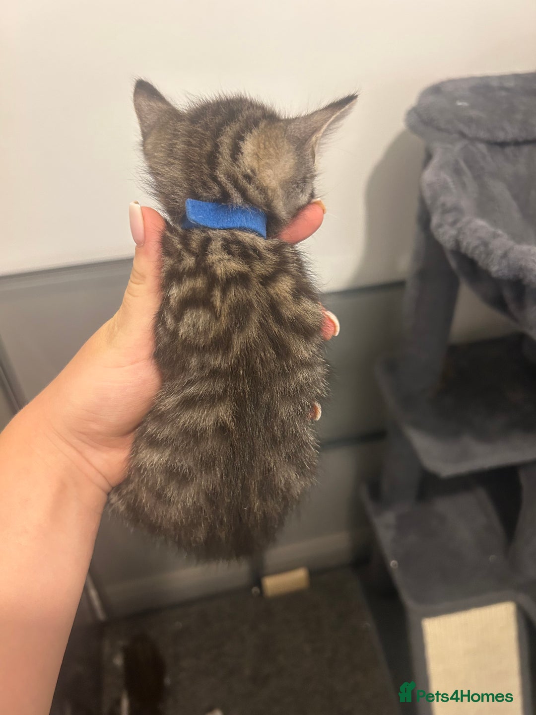 Bengal cats for sale: 7 bengal cross kittens  - Image 14