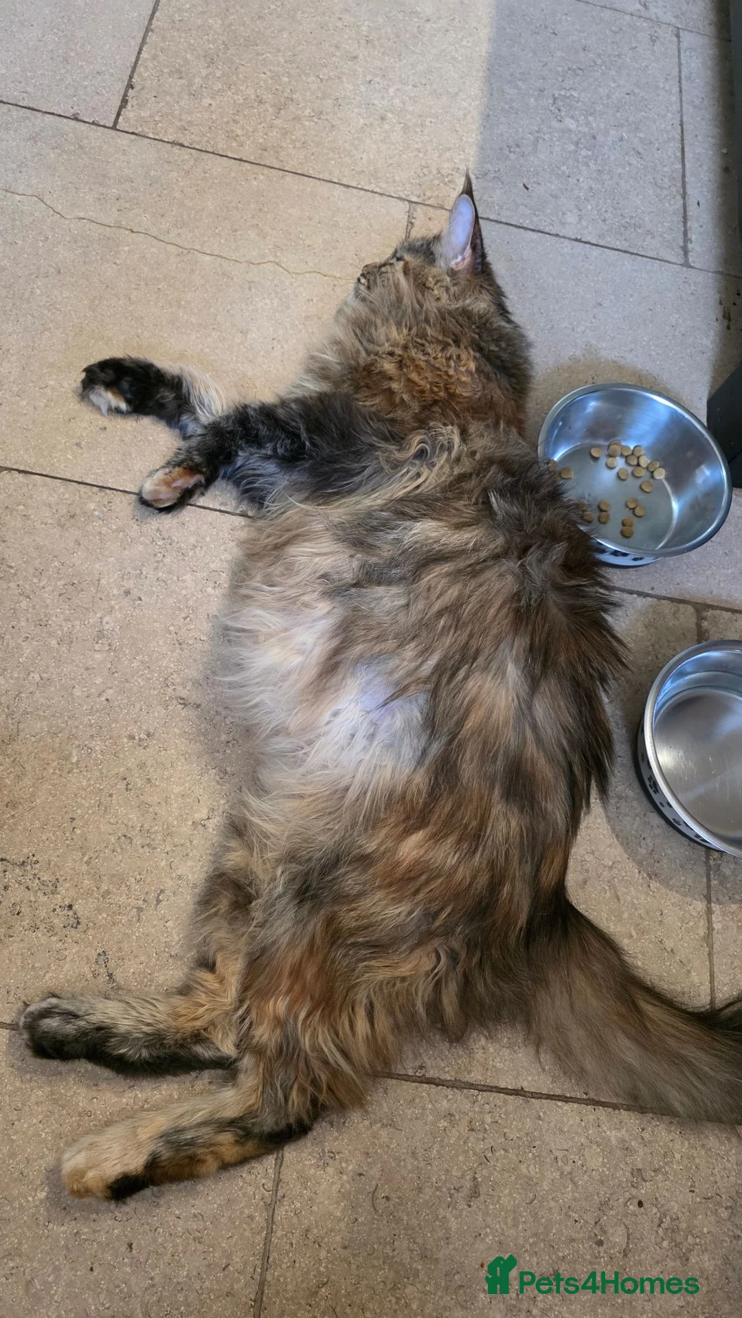 Maine Coon cats for sale: 3 beautiful maincoon kittens  - Advert 31