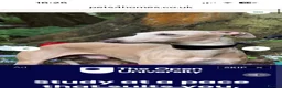 Italian Greyhound dogs for sale: Adorable and fun Italian Greyhound pups for sale. - Advert 10