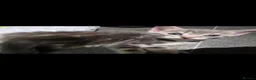 Mixed Breed cats for sale: Kittens ready now please read  - Advert 8
