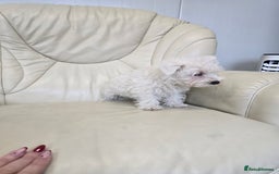 West Highland Terrier dogs for sale: KC REGISTERED WEST HIGHLAND TERRIERS - Image 4