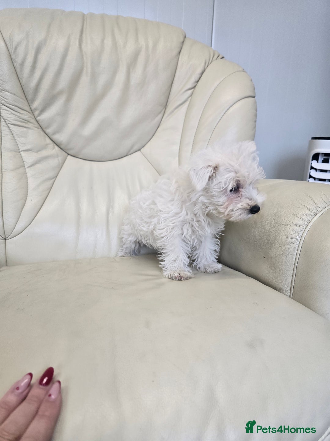 West Highland Terrier dogs for sale: KC REGISTERED WEST HIGHLAND TERRIERS - Image 4