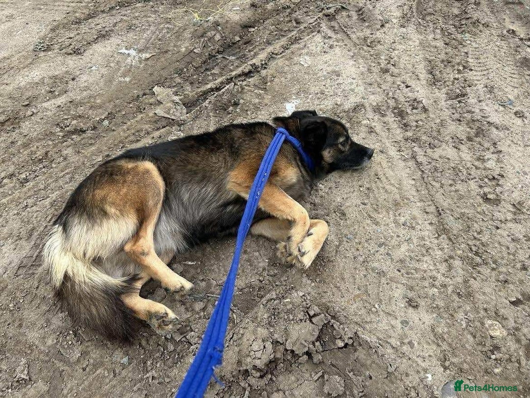 Mixed Breed dogs for adoption: Shona - Norwich Norfolk  - Advert 11