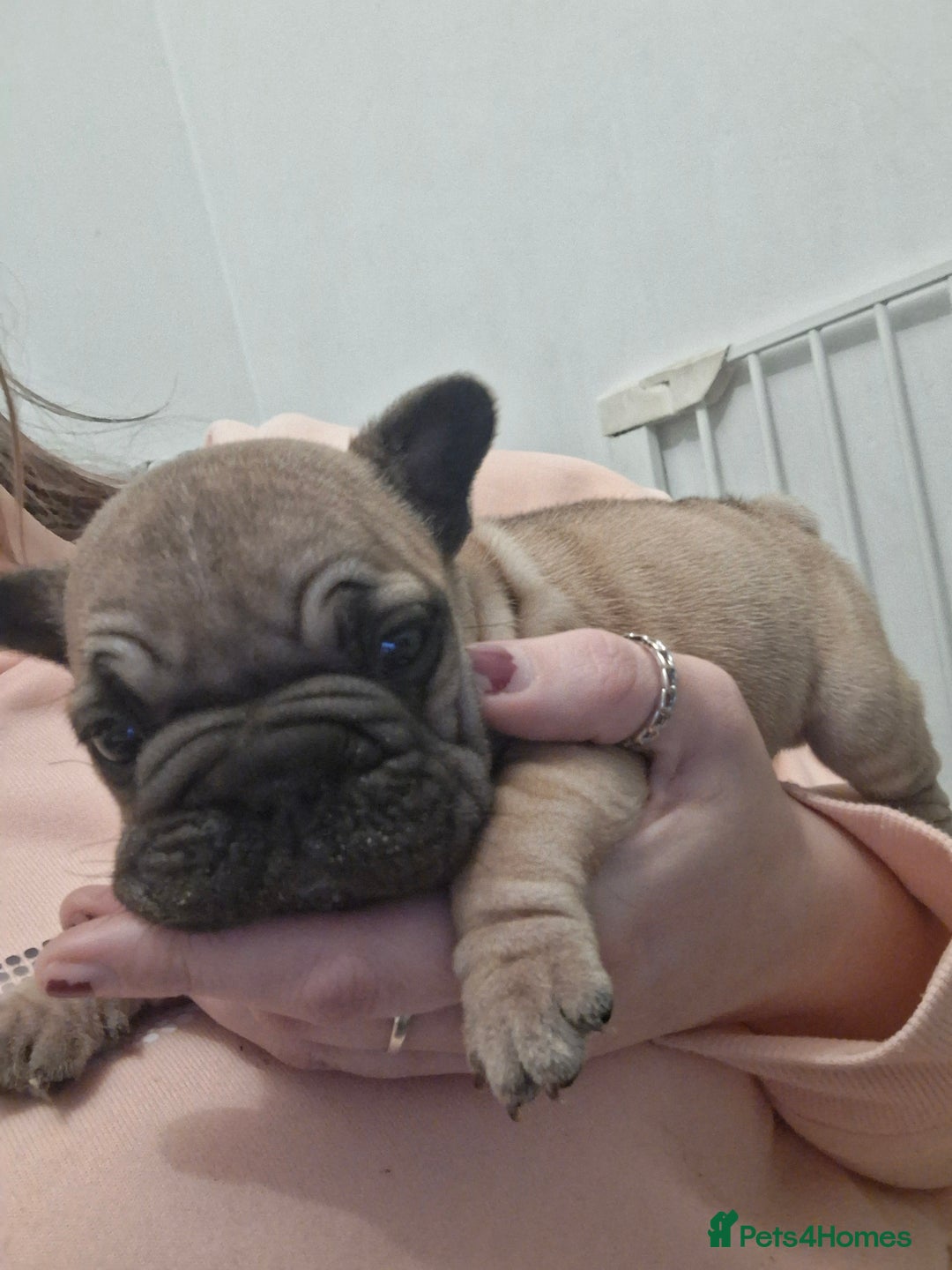 French Bulldog dogs for sale:  Pink Gene / fluffy french bulldog puppies - Advert 8