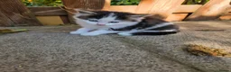Mixed Breed cats for sale: 5 kittens and adult cat sale. Adult cat £50  in Ipswich - Advert 10