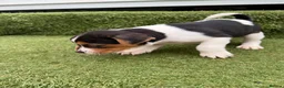 Jack Russell dogs for sale: Stunning Jack Russell‘s in Liskeard - Advert 15