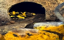 Frog reptiles for sale: Dendrobates leucomelas aka Bumblebee frogs set up - Image 2