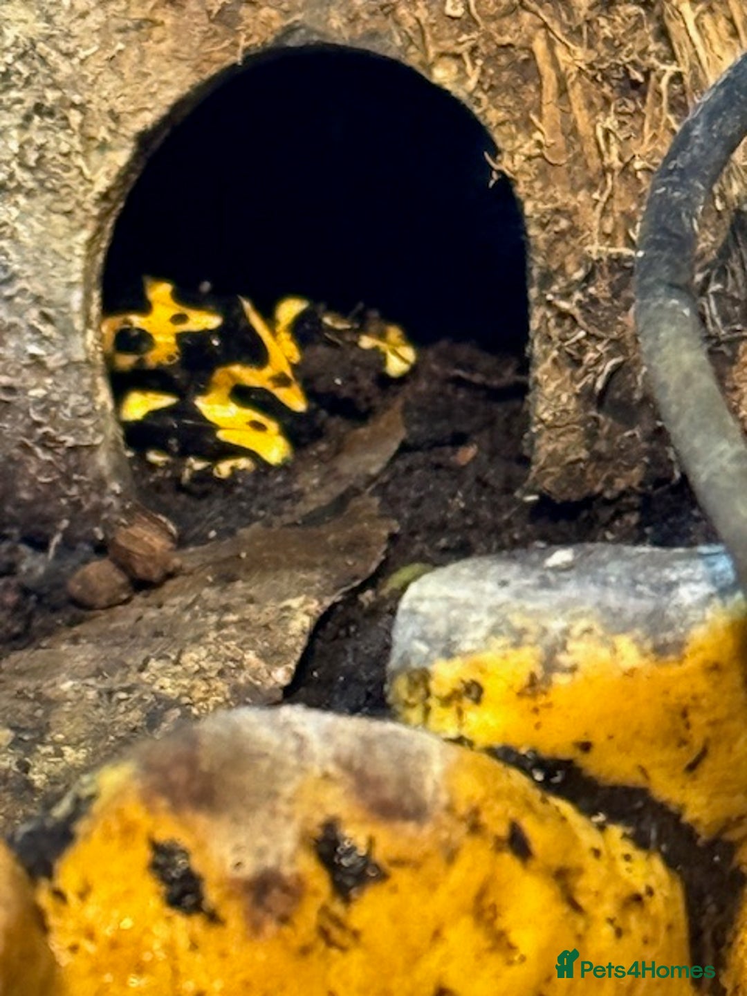 Frog reptiles for sale: Dendrobates leucomelas aka Bumblebee frogs set up - Image 2