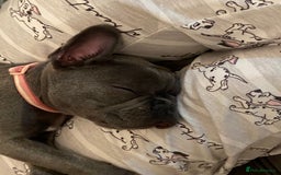 French Bulldog dogs for sale: French bulldog pup girl BLUE 13 weeks old - Image 19