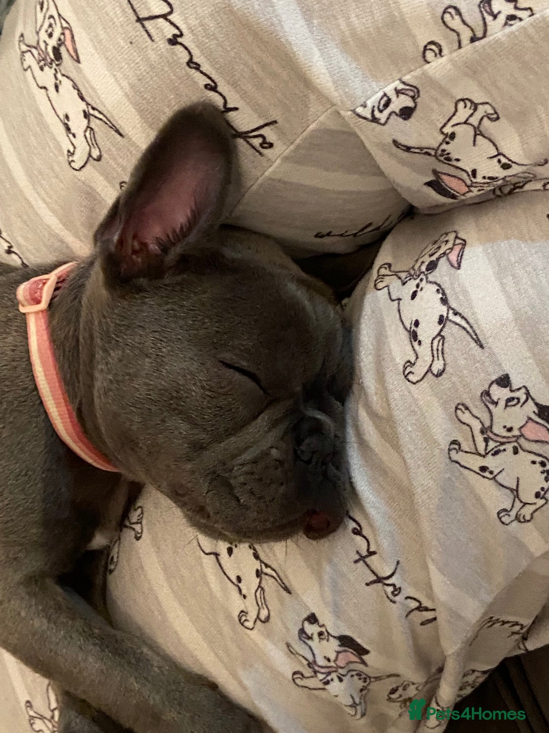 French Bulldog dogs for sale: French bulldog pup girl BLUE 13 weeks old - Image 19