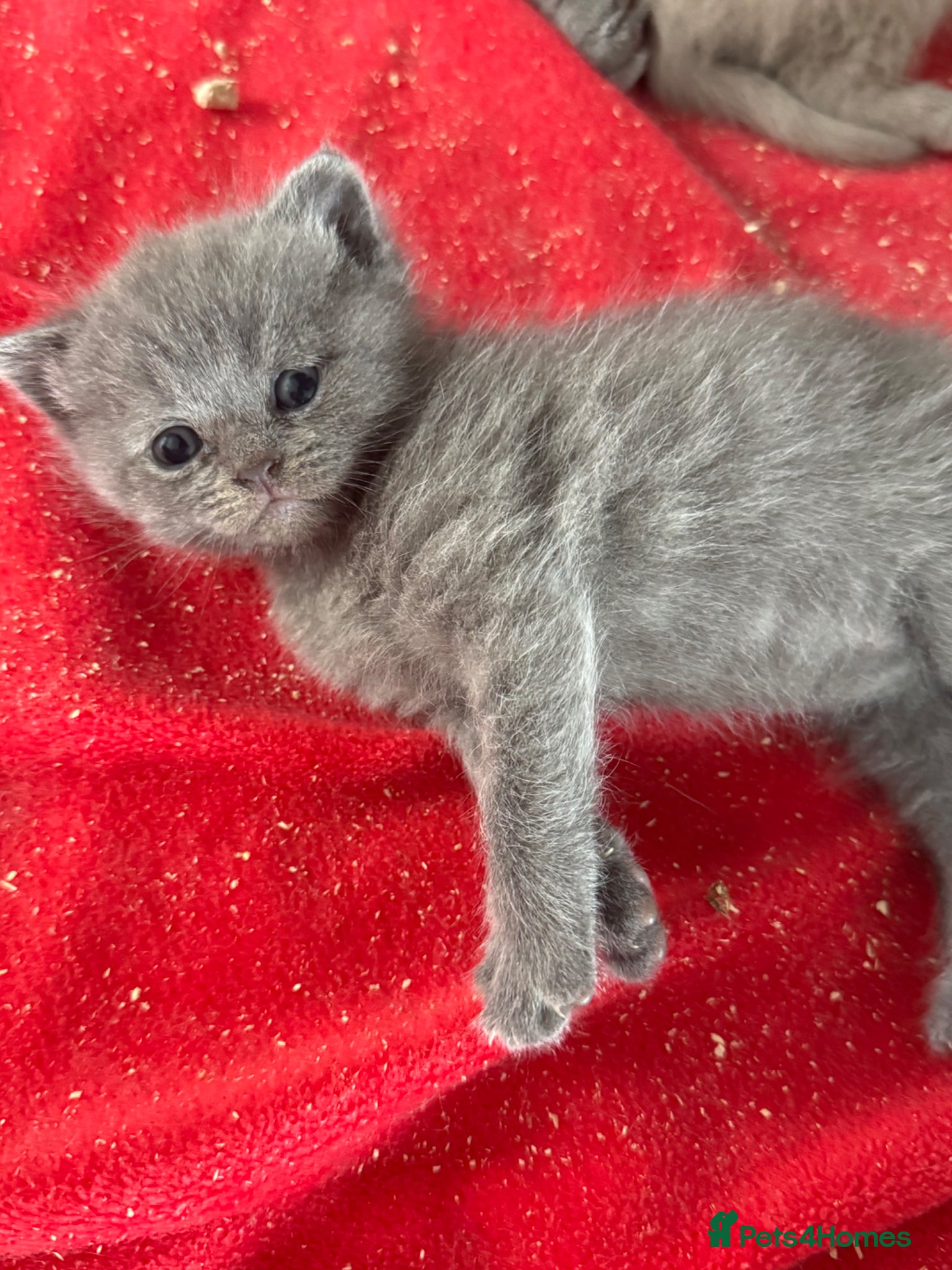 British Shorthair cats ONLY 2 LEFT STUNNING QUALITY BSH GIRLS 🩷🩷 - Advert 5