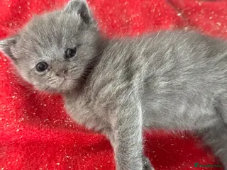 British Shorthair cats ONLY 2 LEFT STUNNING QUALITY BSH GIRLS 🩷🩷 - Advert 5
