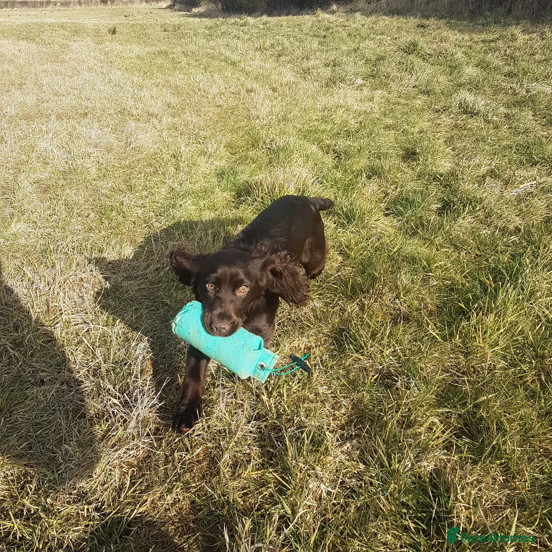 Cocker Spaniel dogs for sale: Health tested working cocker spaniels - Advert 11