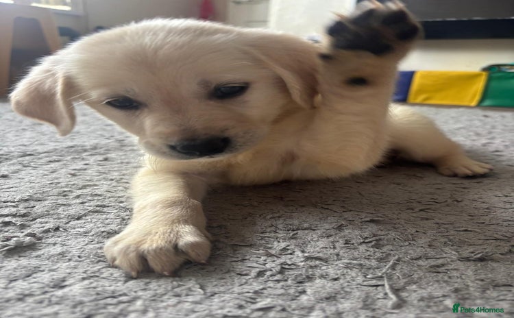 Goldador dogs in Bridgend - Advert 1