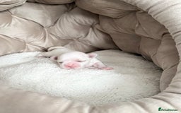 Maltese dogs for sale: 🩷Exquisite Full Korean Maltese Puppies🩵 - Image 8