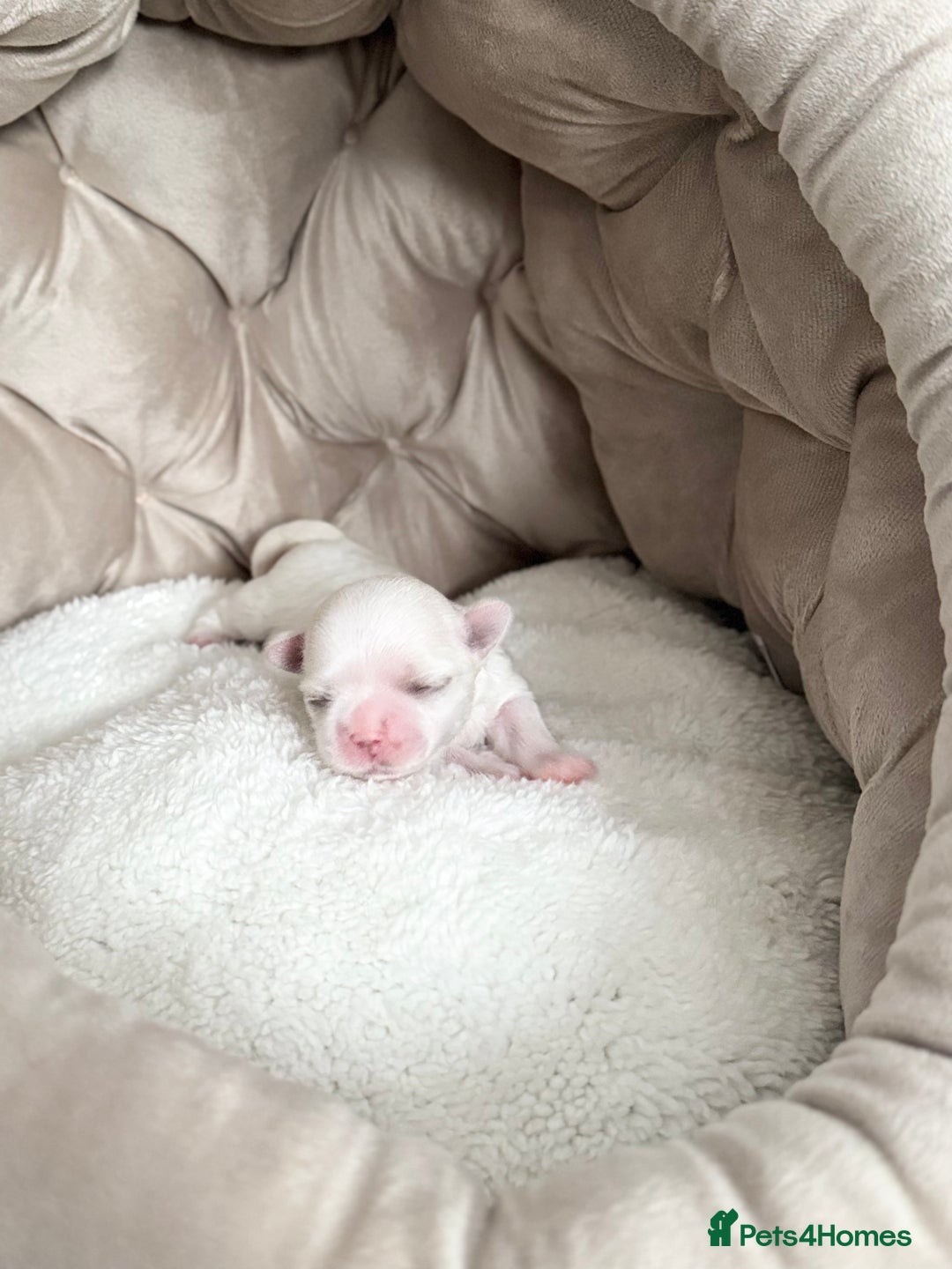 Maltese dogs for sale: 🩷Exquisite Full Korean Maltese Puppies🩵 - Image 8