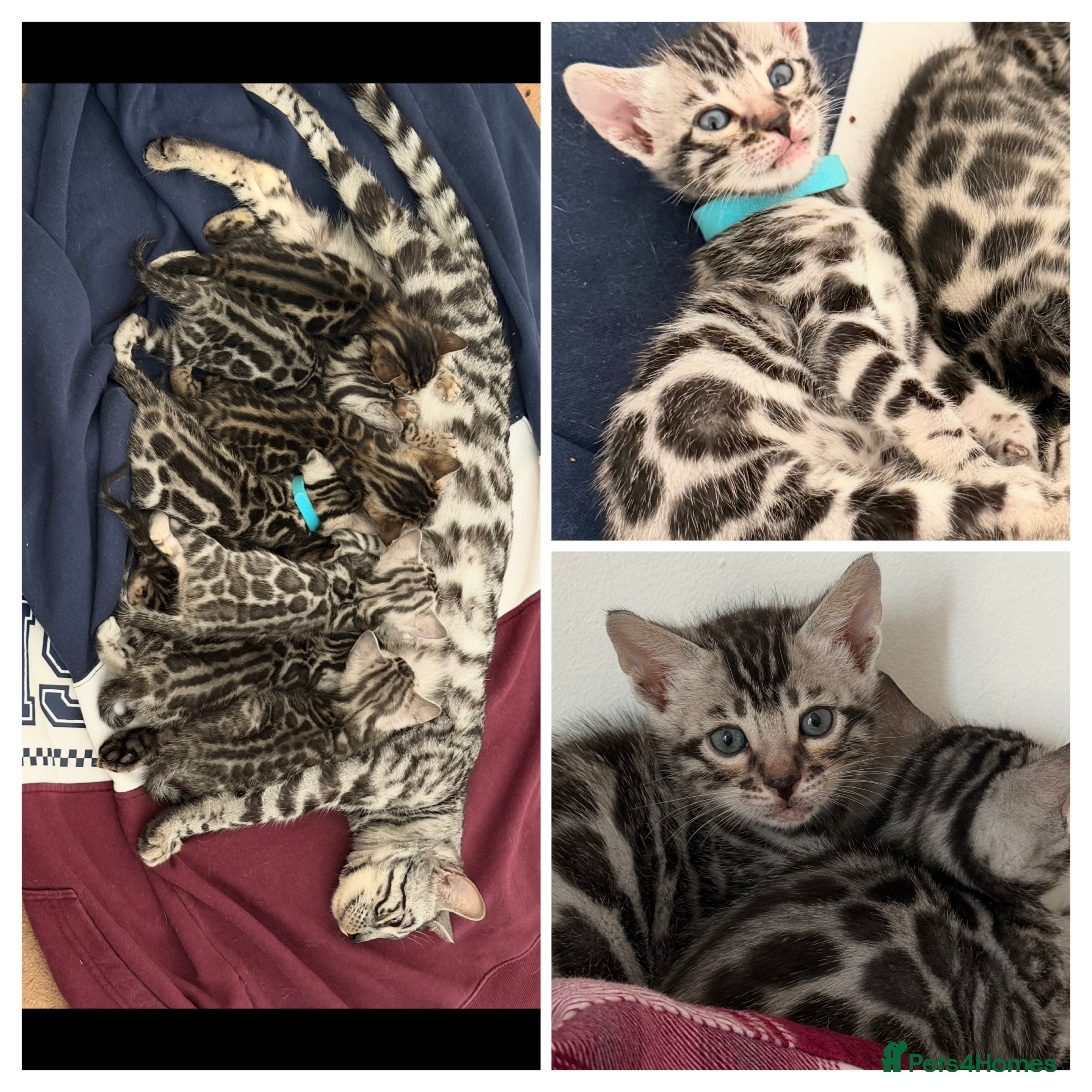Bengal cats BENGAL 🔥 KITTENS TICA REGISTERED  - Advert 11