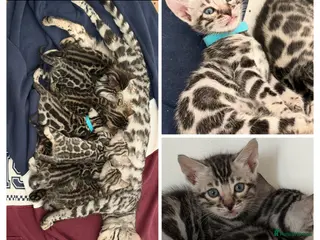 Bengal cats BENGAL 🔥 KITTENS TICA REGISTERED - Advert 9