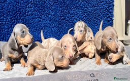 Miniature Dachshund dogs for sale: STUNNING RAINBOW MIX MINI DAXI KC REG PRA CLR - Image 3