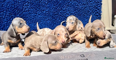 Miniature Dachshund dogs - Advert 7