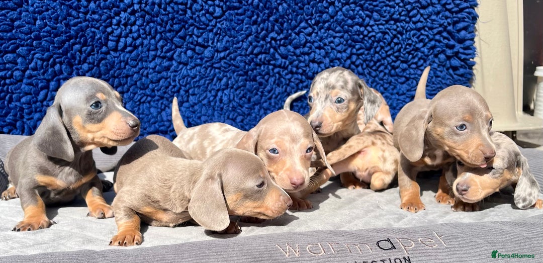 Miniature Dachshund dogs for sale: STUNNING RAINBOW MIX MINI DAXI KC REG PRA CLR - Image 3