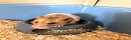 Hamster rodents for sale: Syrian Hamster with Large Cage and Toys - Advert 5