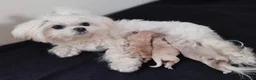 Maltipoo dogs for sale: Tiny Maltipoo Puppies for sale - Advert 10