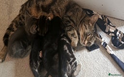 Mixed Breed cats for sale: 3 beautiful kittens looking for their forever home - Image 12