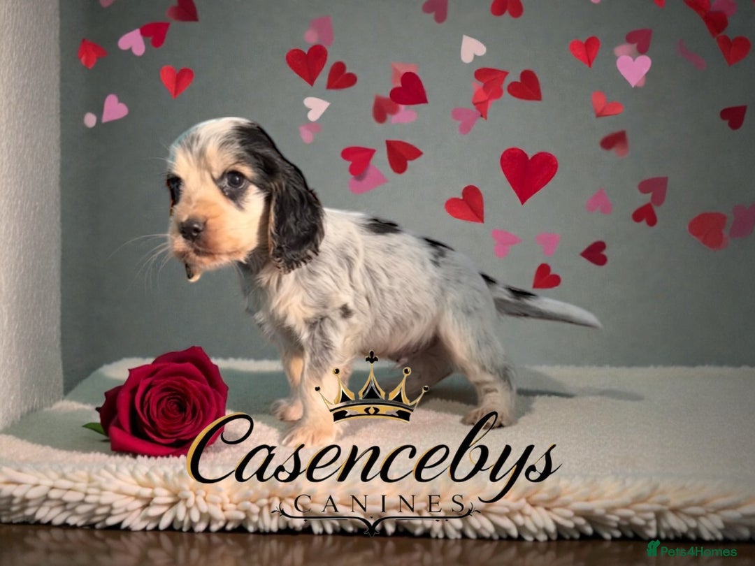 Cocker Spaniel dogs for sale: ❤️THE MOST INCREDIBLE DNA CLEAR SHOW SPANIELS❤️ - Advert 12