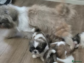 Shih Tzu dogs - Advert 6