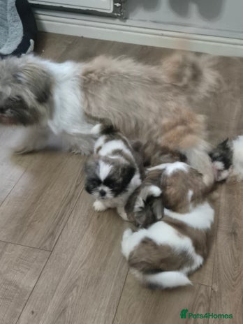 Shih Tzu dogs - Advert 15