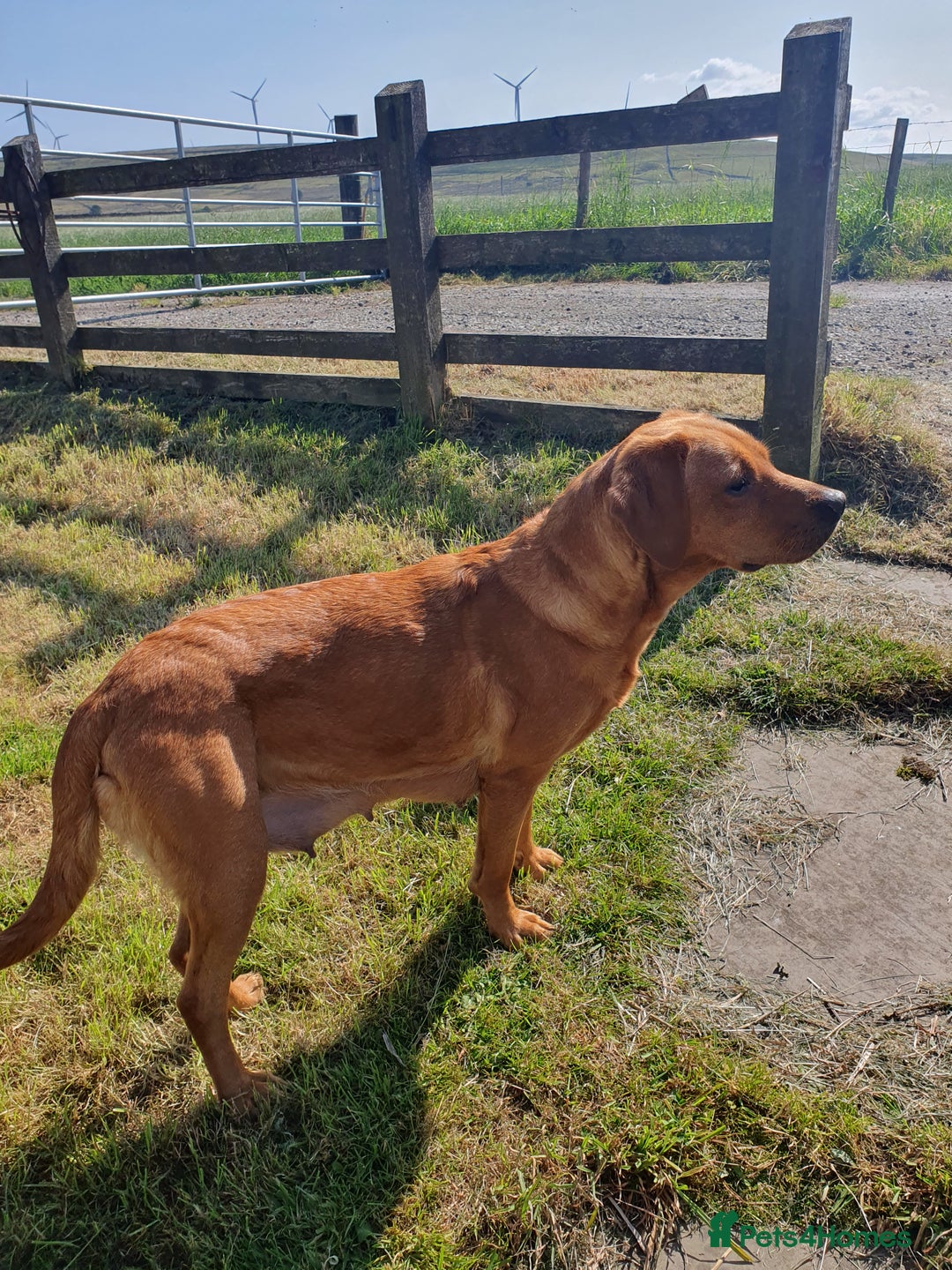 Labrador Retriever dogs for sale: **Only 2 Girls Left** Fox Red Labrador Puppies - Image 7