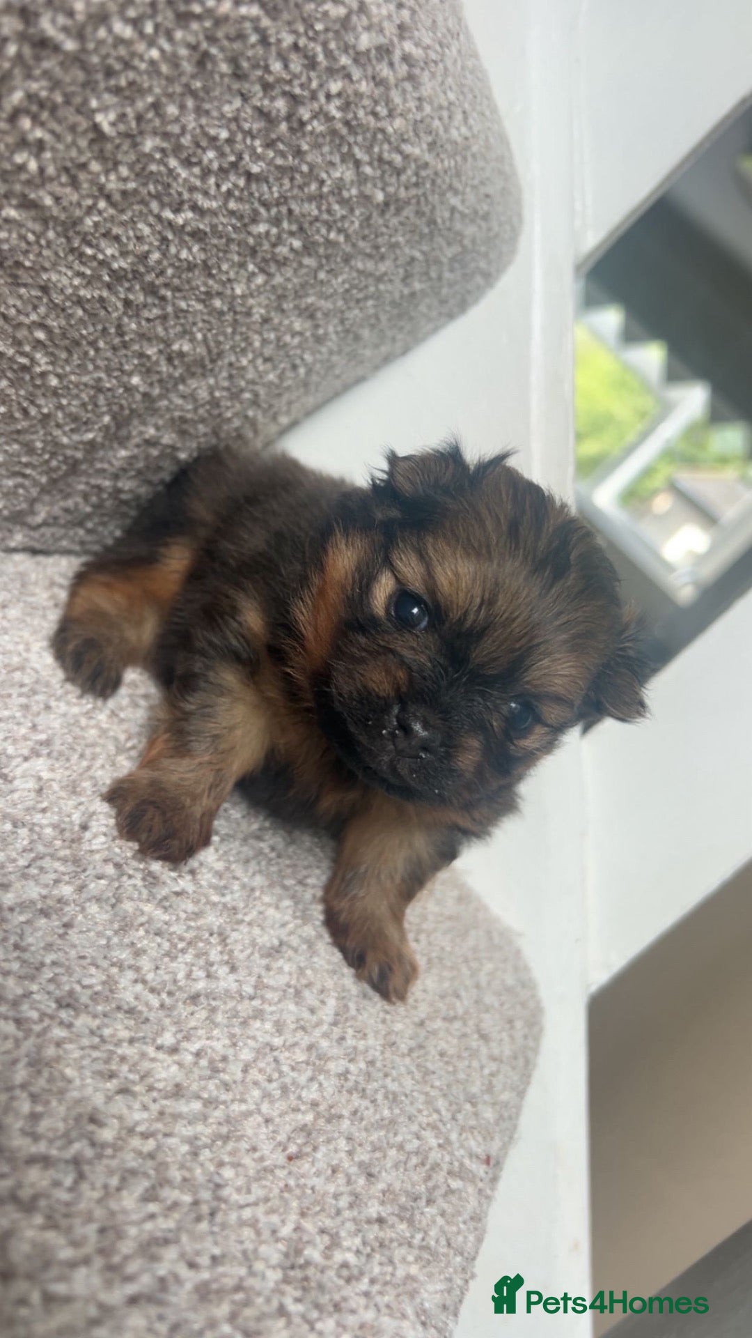 Pomeranian dogs One precious Baby boy pucci 🩵 - Advert 17