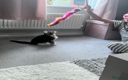 Domestic Shorthair cats for sale: 11 week old kitten, female - Image 2