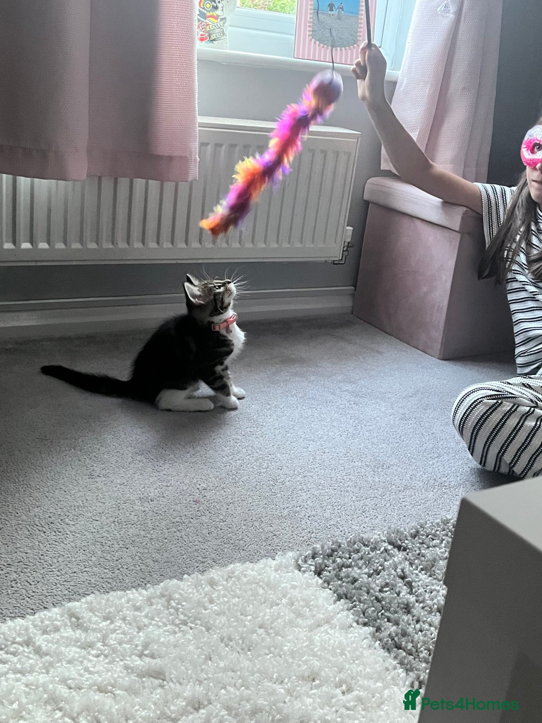 Domestic Shorthair cats for sale: 11 week old kitten, female - Image 2