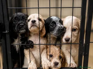 Cocker Spaniel dogs Beautiful litter of Working Cocker Spaniels - Advert 16