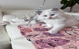 Ragdoll cats for sale: Ragdoll kittens - Image 16