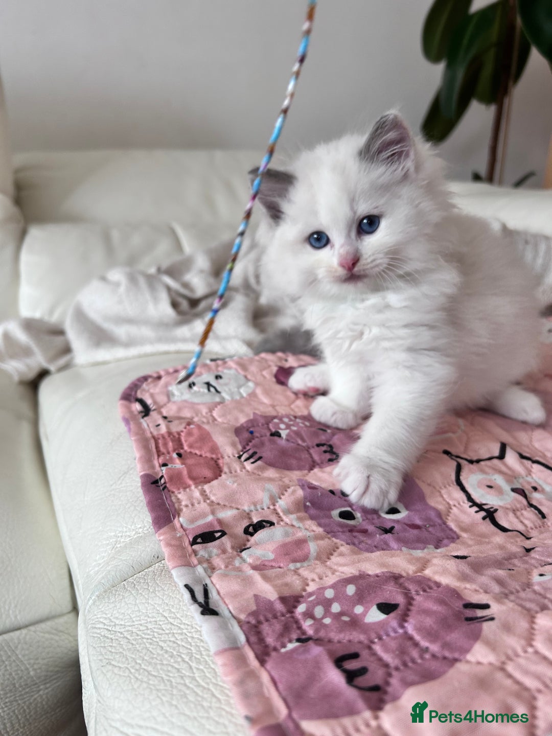 Ragdoll cats for sale: Ragdoll kittens - Image 16