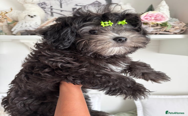 Maltipoo dogs in Bathgate - Advert 3