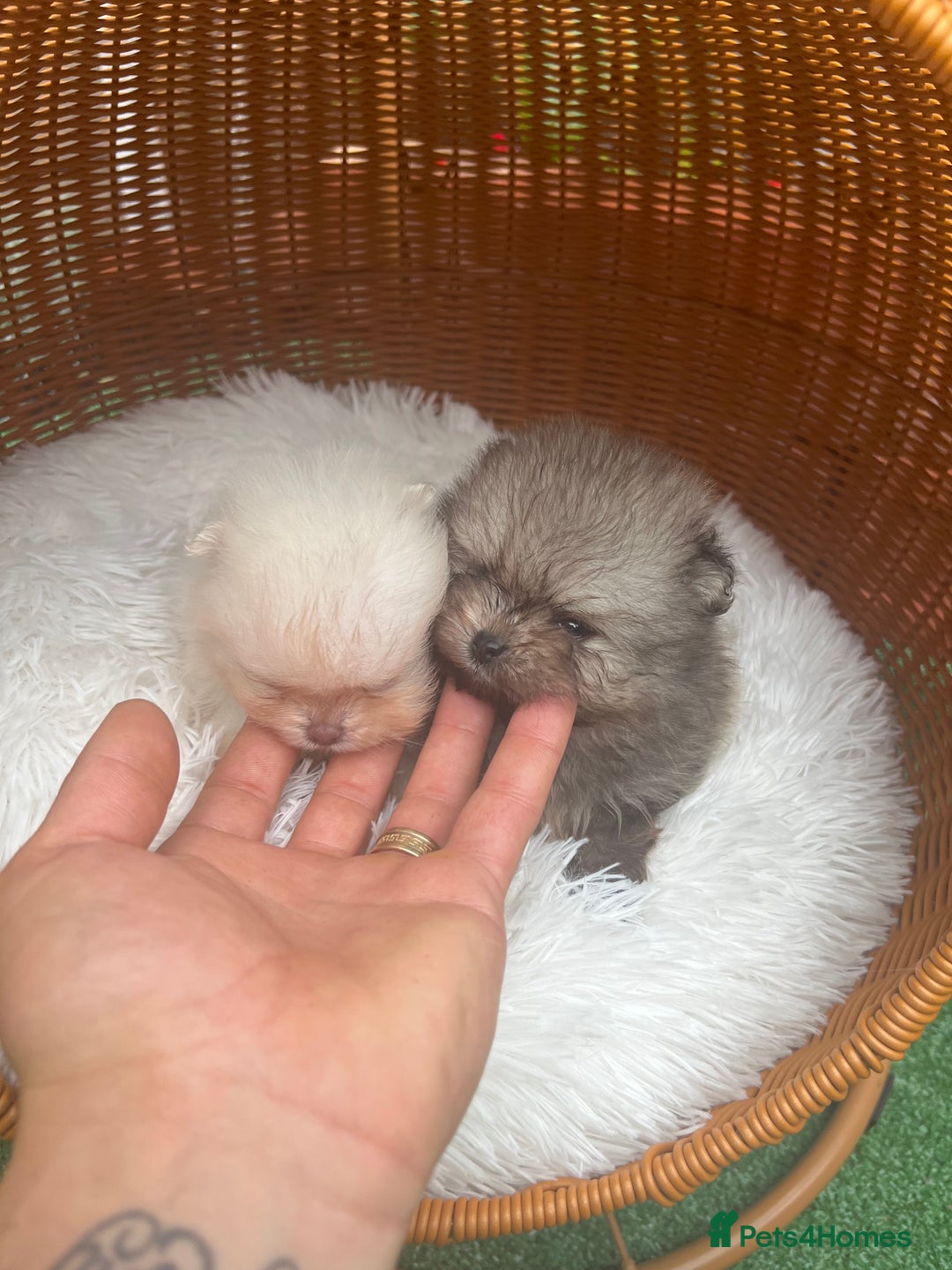 Pomeranian dogs for sale: Pomeranian toy  - Image 13