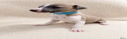 Whippet dogs for sale: Only 3 boys Quality pedigree whippet puppies left  - Advert 15
