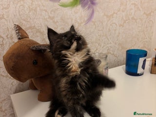 Maine Coon cats Maine Coon Kitten 🐾 LAST CHANCE – £850 🐾 - Advert 1