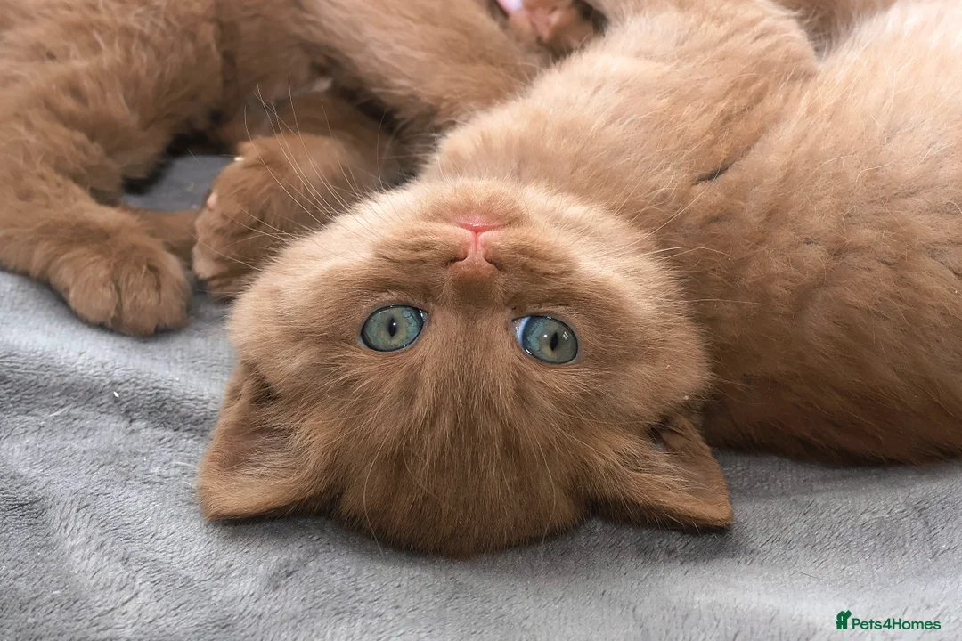 British Shorthair cats for sale: Cinnamon, Lilac & Ginger TICA Reg - Advert 15